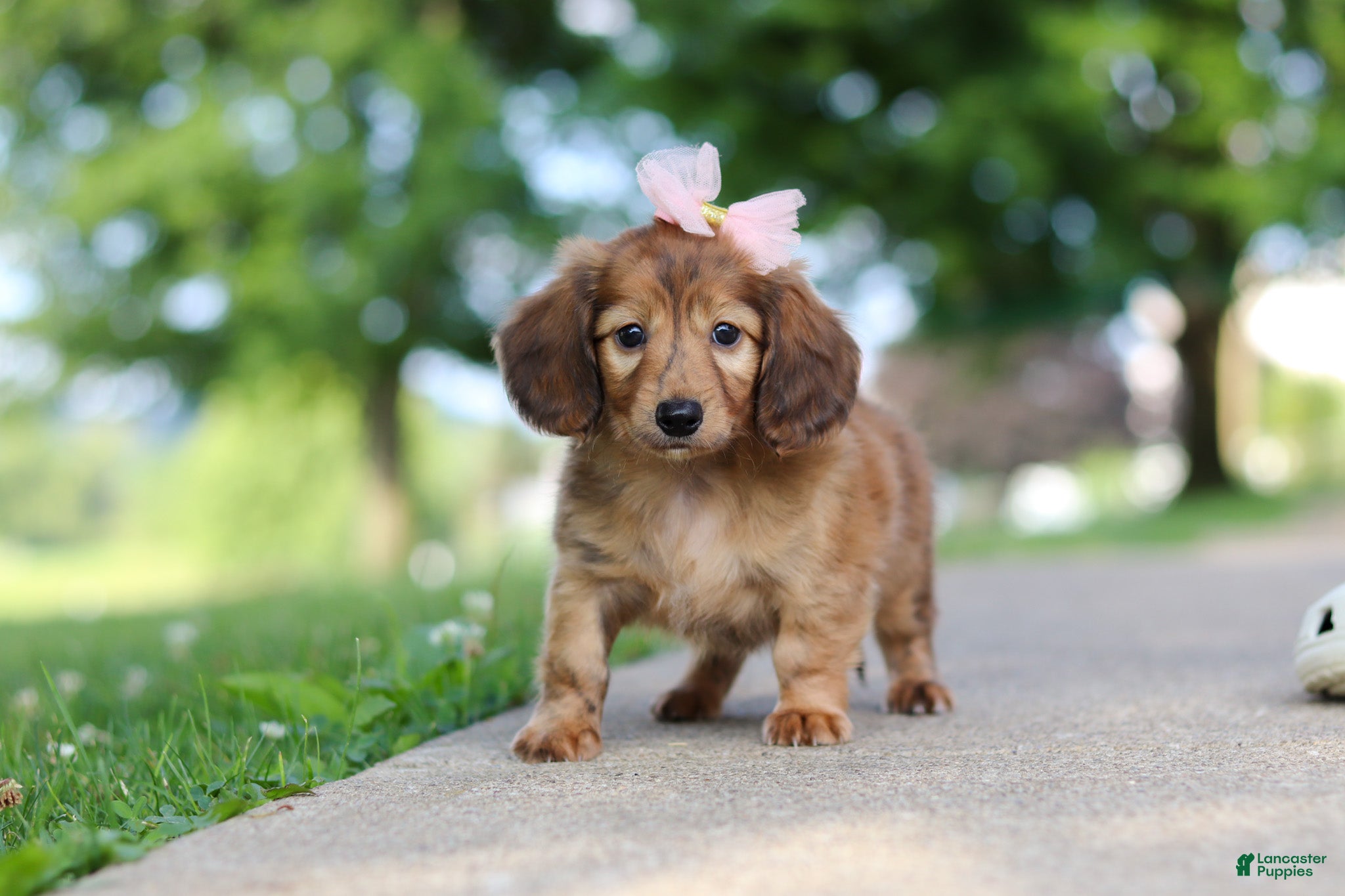Miniature Dachshund dogs Pocahontas - Ad 2