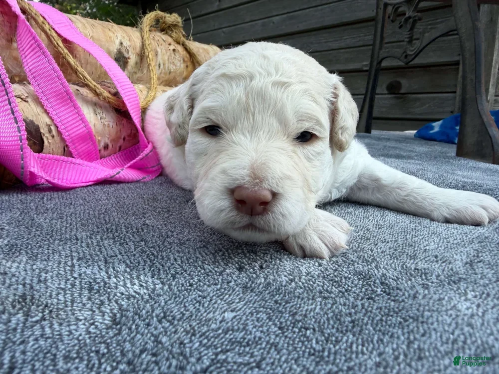 Mixed Breed dogs Regina (Girl) - Ad 1