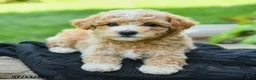 Bichpoo dogs for sale: Herman - Ad 3