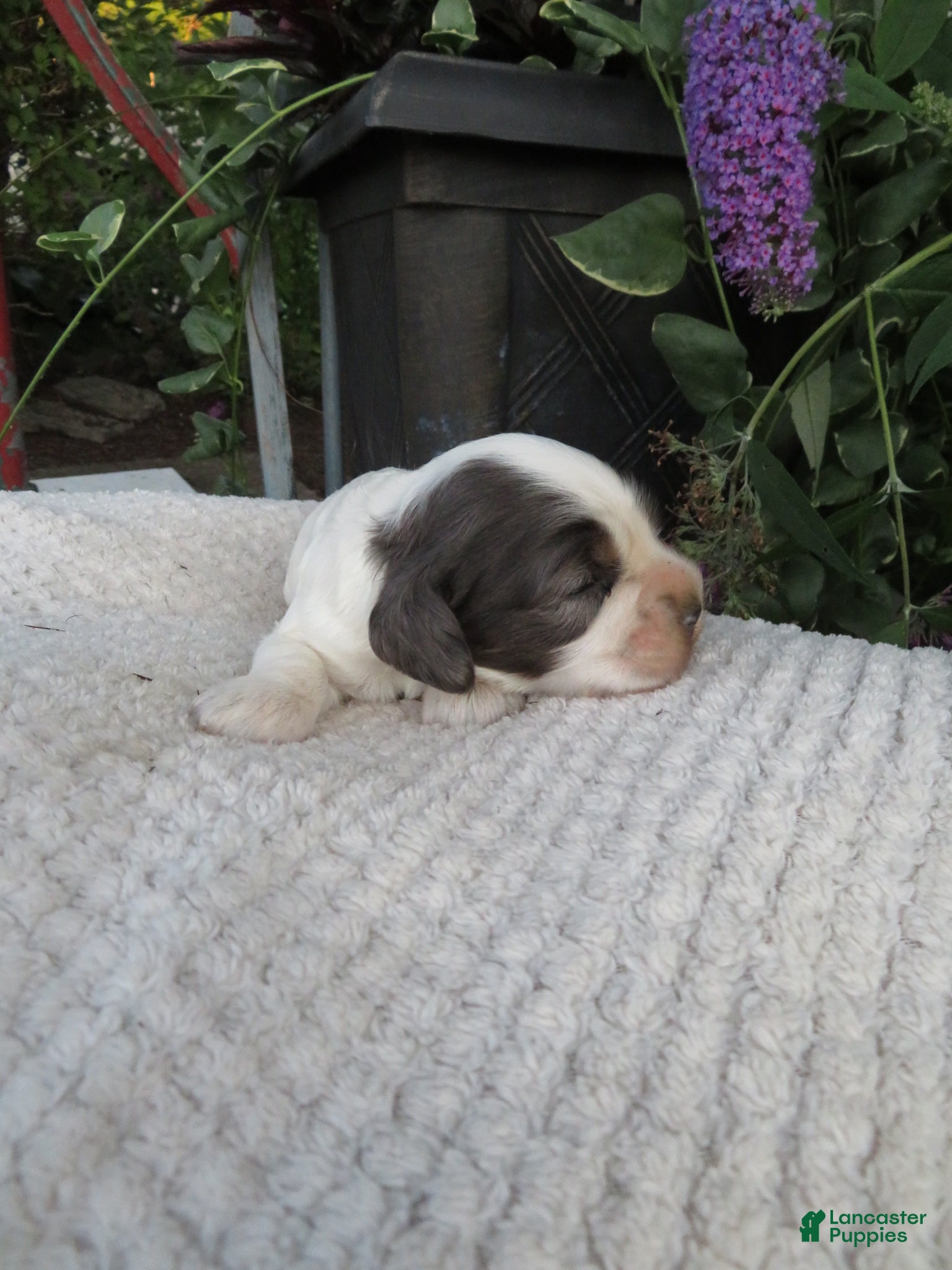 Cocker Spaniel dogs Juniper - Ad 1