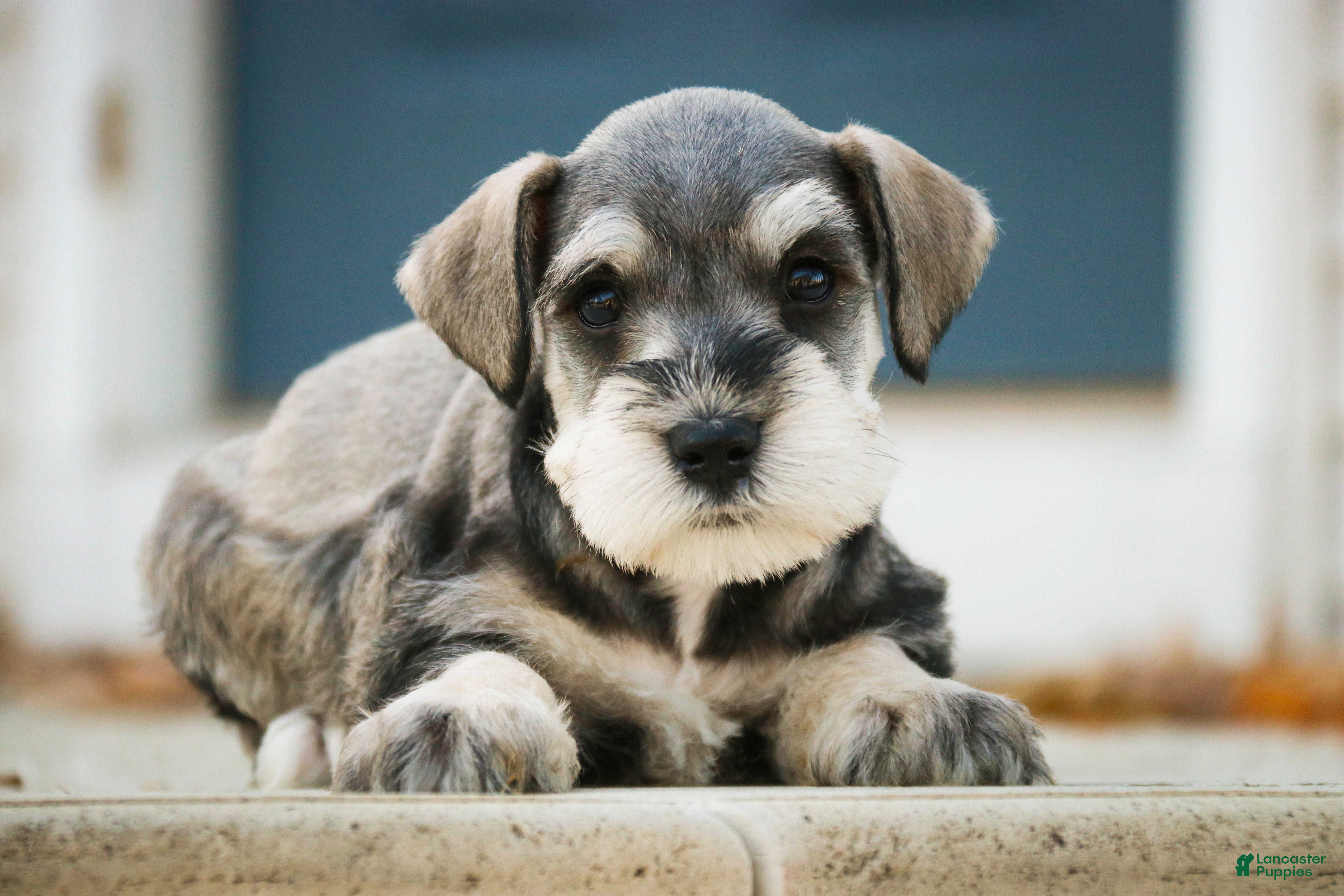 Miniature Schnauzer dogs Kris - Ad 37