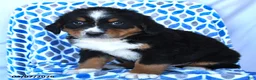 Bernese Mountain Dog dogs for sale: Jimmy - Ad 3