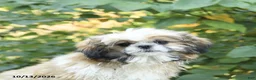 Shih Tzu dogs for sale: Barkley - Ad 5