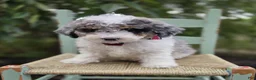 Mini Sheepadoodle dogs for sale: Trigger - Ad 2