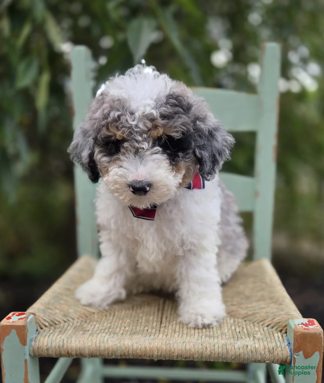 Mini Sheepadoodle dogs for sale: Trigger - Ad 2