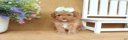 Cavapoo dogs for sale: Rosie - Ad 3