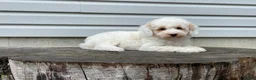 Miniature Poodle dogs for sale: Dakota Miniature Poodle  - Ad 5