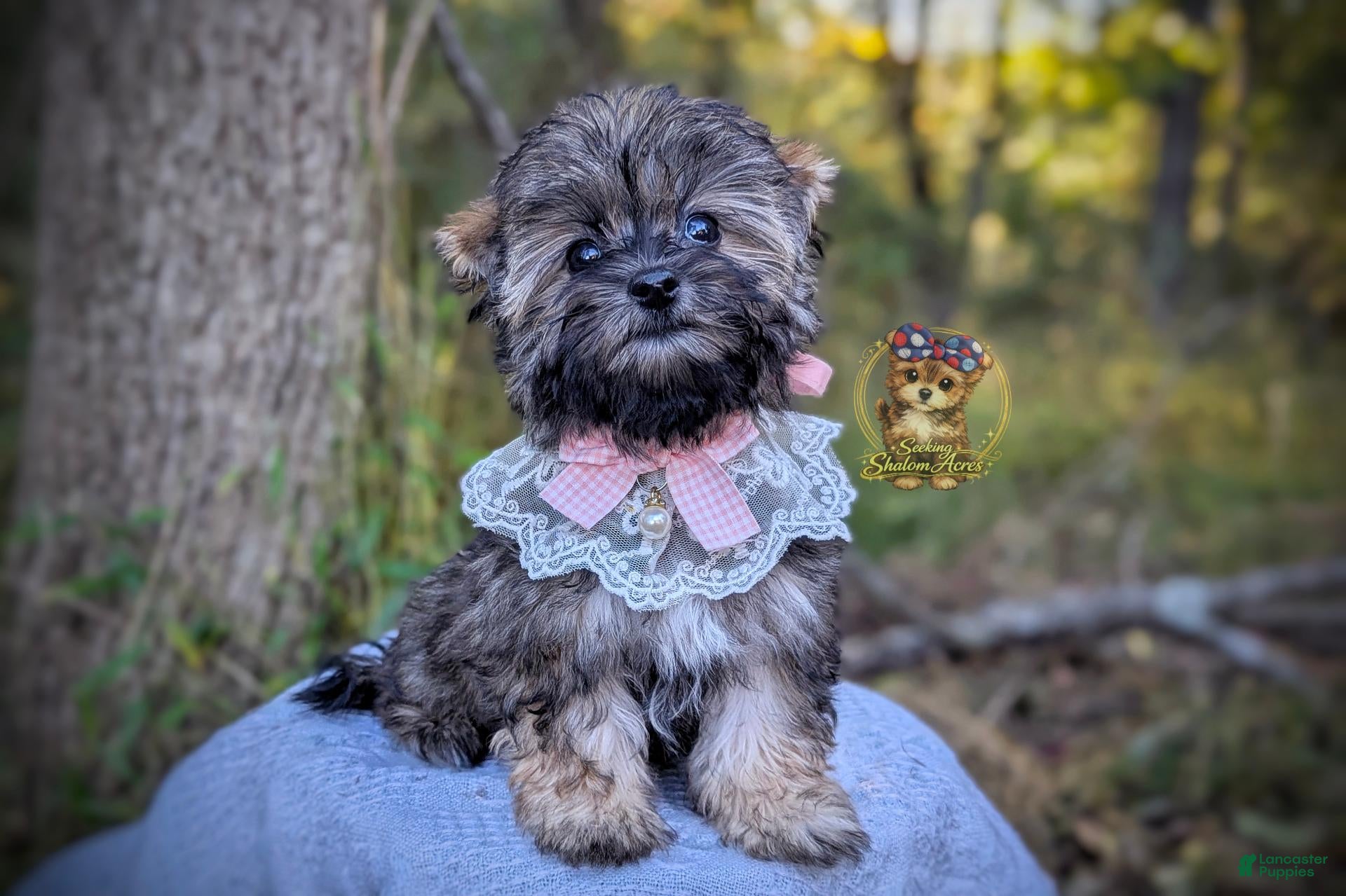 Briar (Morkie, Female) in Barren Springs, VA