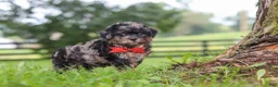 Shihpoo dogs for sale: Koda - Ad 3