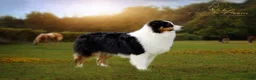 Australian Shepherd dogs for sale: Addie - Ad 6