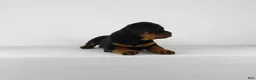 Rottweiler dogs for sale: Rottweiler Puppy 6 - Ad 9