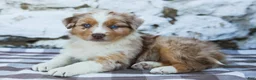 Australian Shepherd dogs for sale: Maggie - Ad 6