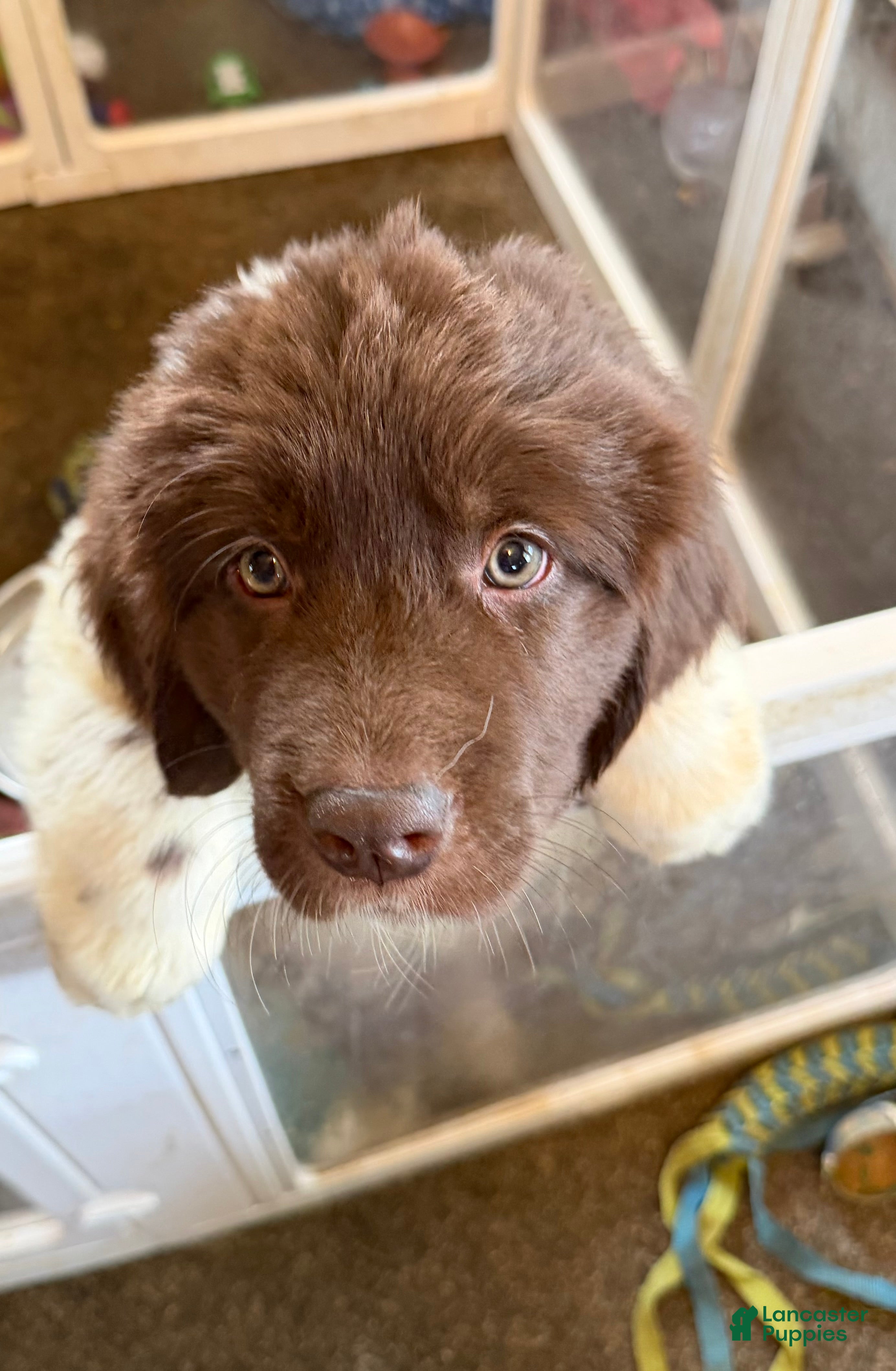 Newfoundland dogs Newfoundland Puppy 3 Echo - Ad 11