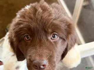 Newfoundland dogs Newfoundland Puppy 3 Echo - Ad 11