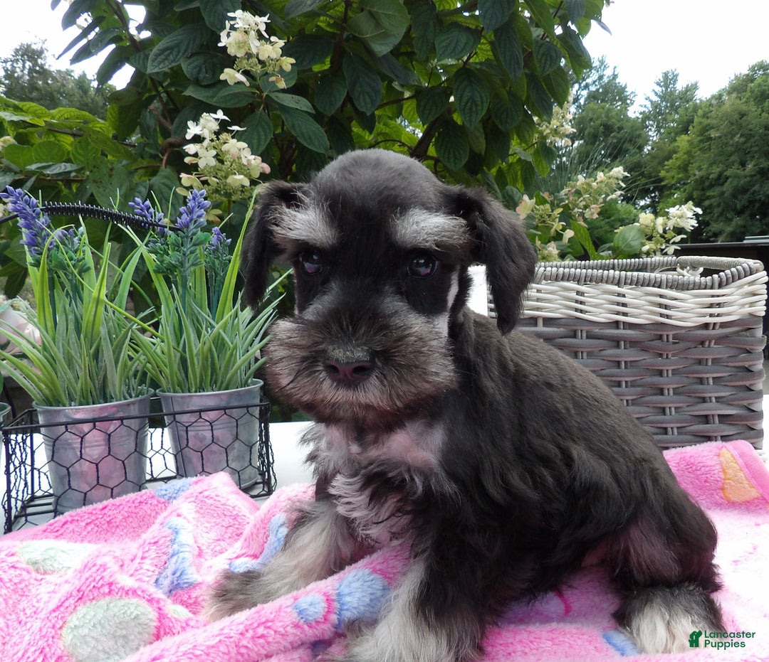 Miniature Schnauzer dogs for sale: Miniature Schnauzer Puppy 5 Curt - Ad 8