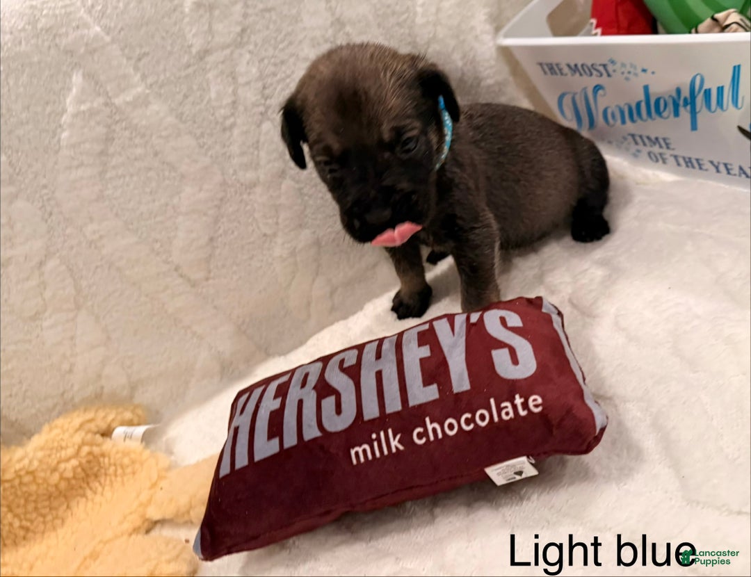 Cane Corso dogs for sale: Reign (light Blue) - Ad 1