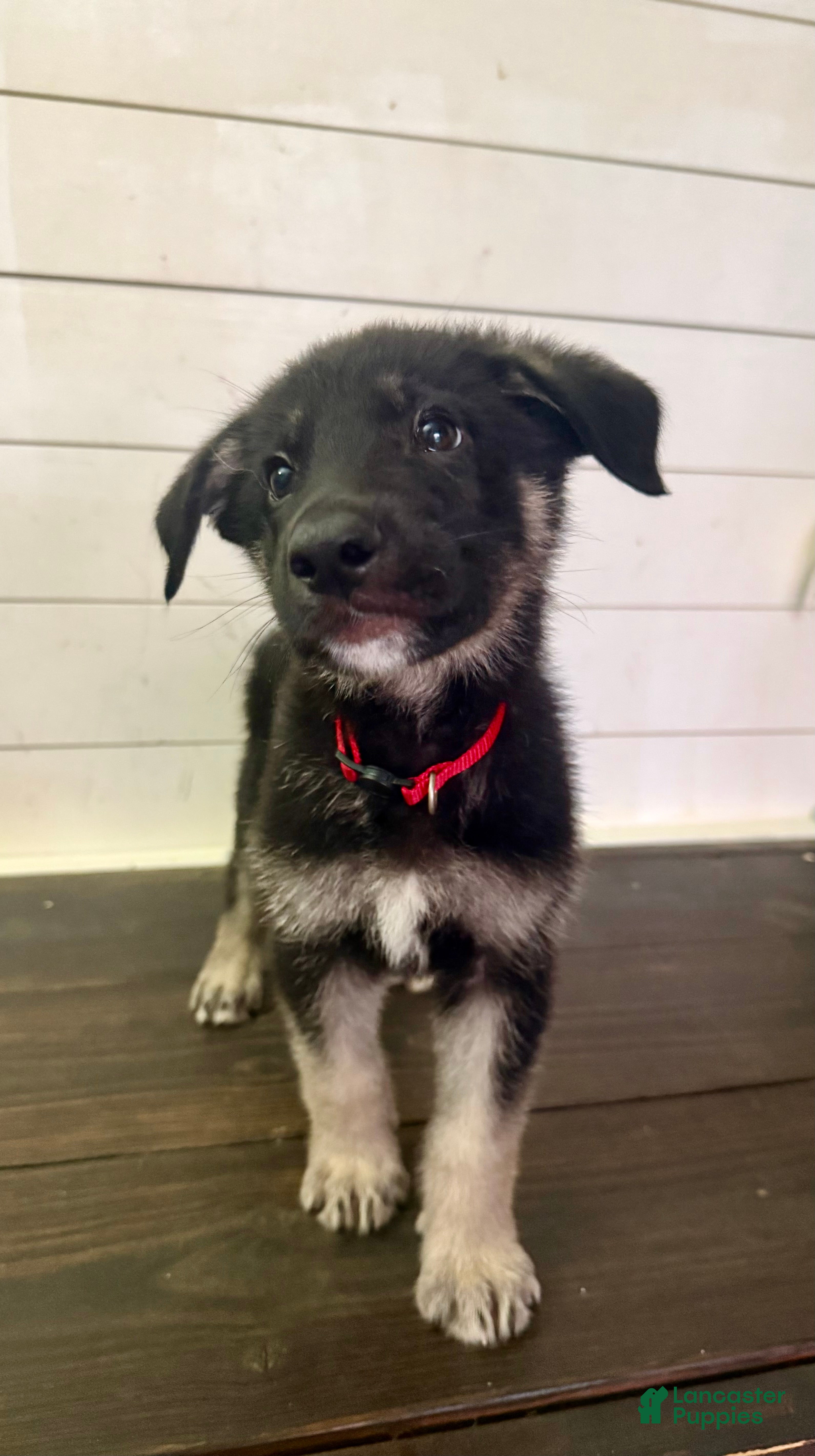 German Shepherd dogs Peter - Ad 1