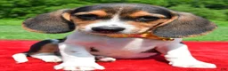 Beagle dogs for sale: Hector - Ad 6