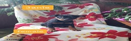 Miniature Pinscher dogs for sale: Janie - Ad 1