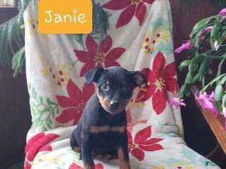 Miniature Pinscher dogs Janie - Ad 1