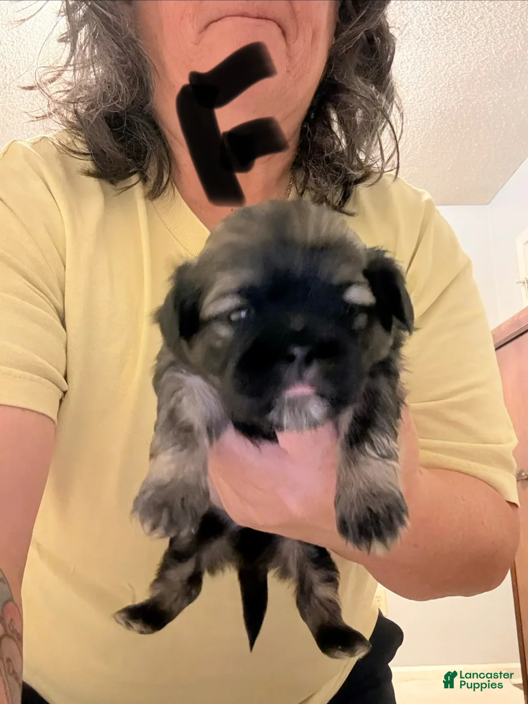 Shih Tzu dogs for sale: Shih Tzu Puppy 4 - Ad 1