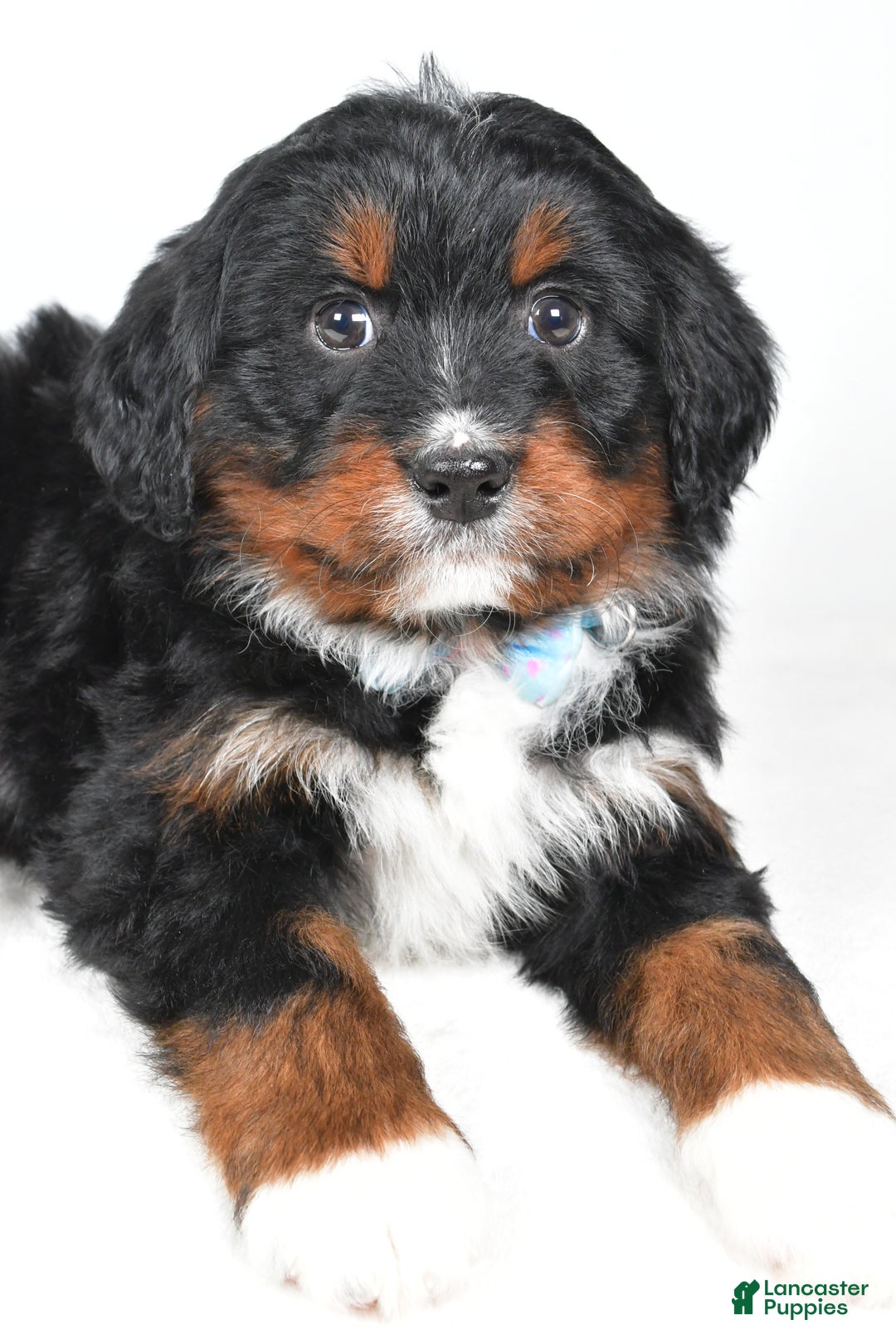 Mini Bernedoodle dogs for sale: Austin - Ad 4