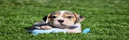Beabull dogs for sale: Hunter - Ad 9