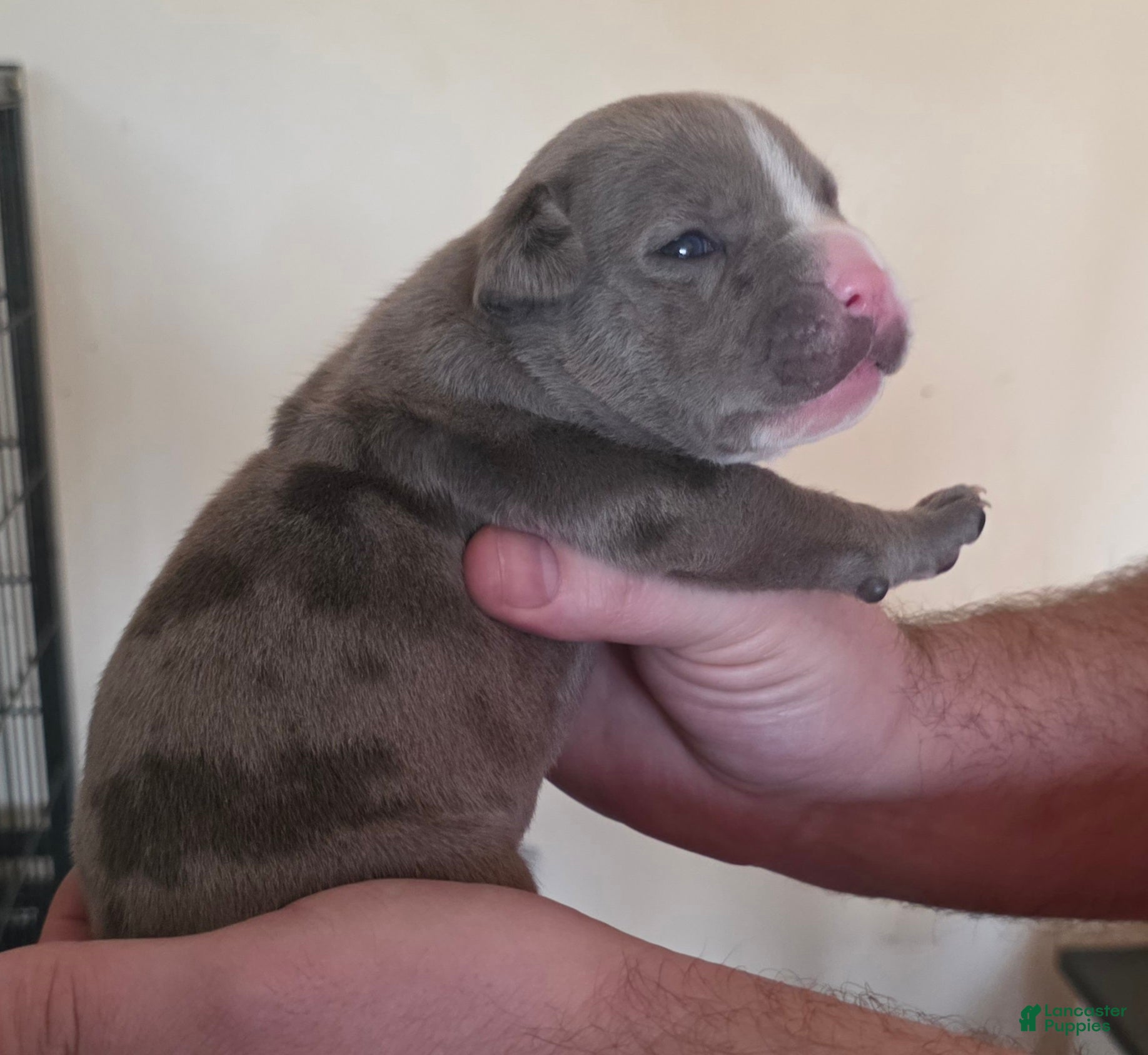 American Bully dogs Shadow - Ad 41