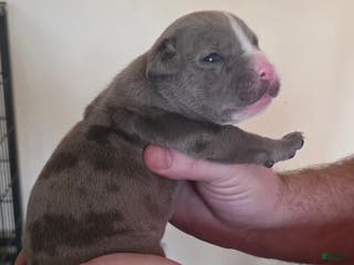 American Bully dogs Shadow - Ad 41