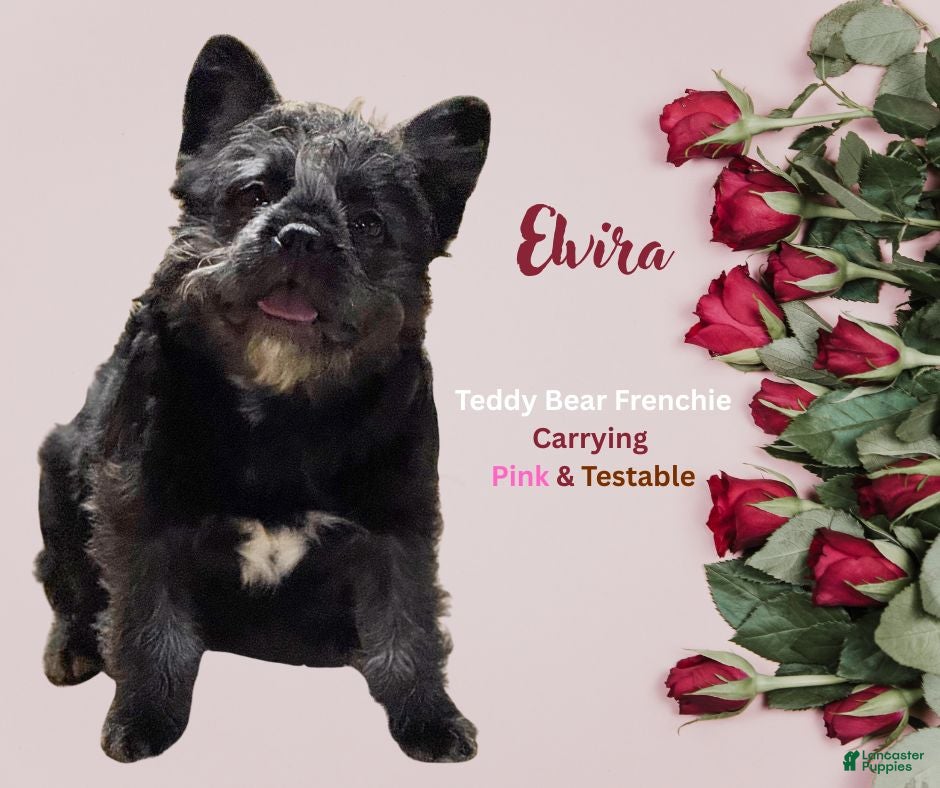 French Bulldog dogs Black Teddy Bear - FEMALE - Ad 29