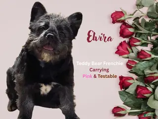 French Bulldog dogs Black Teddy Bear - FEMALE - Ad 29
