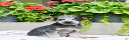 Australian Cattle Dog dogs for sale: Captain - Ad 1