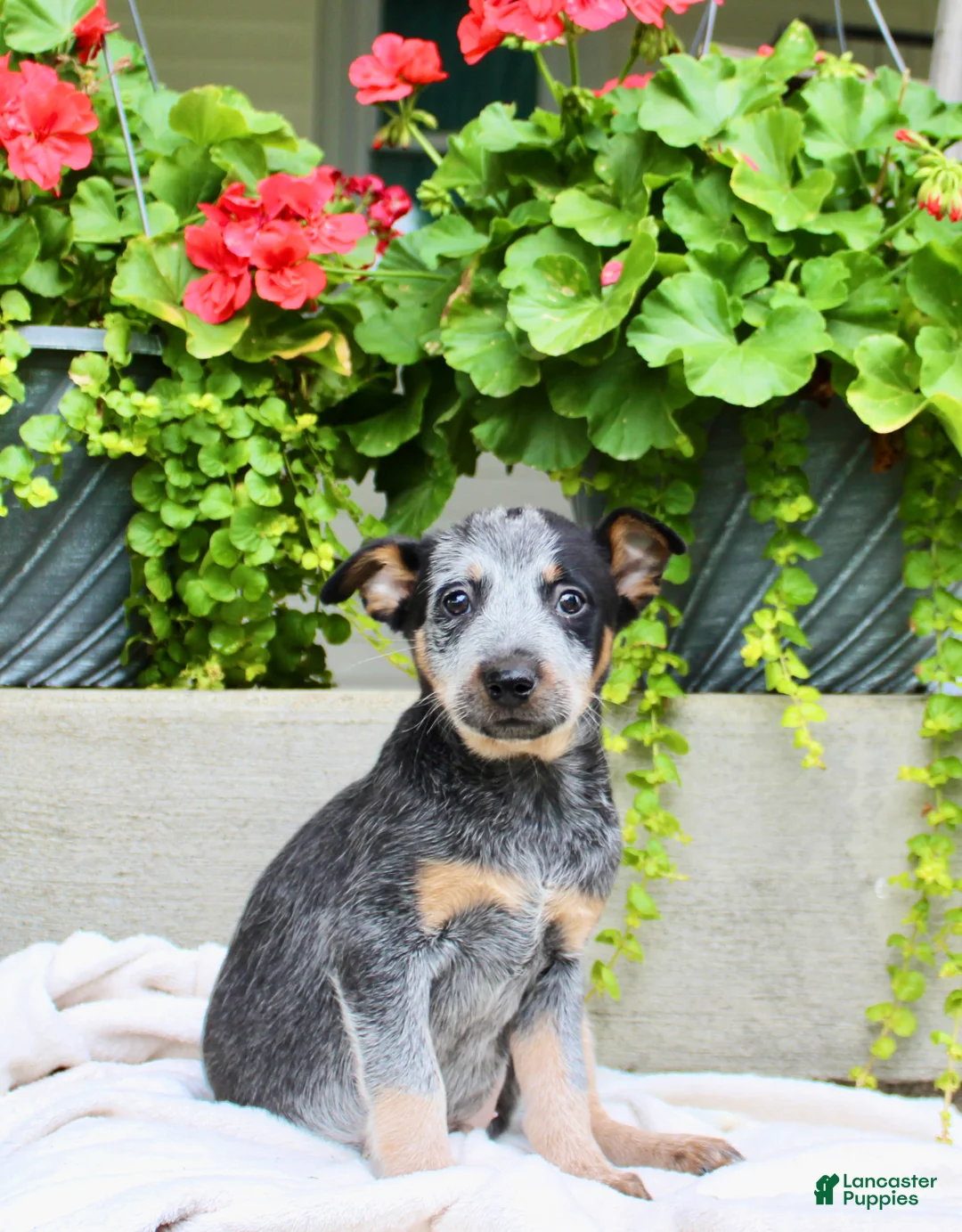 Australian Cattle Dog dogs for sale: Captain - Ad 1