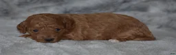 Miniature Poodle dogs for sale: Roxy - Ad 2