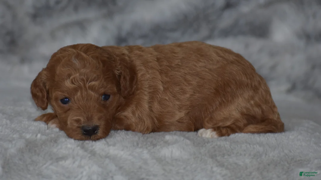 Miniature Poodle dogs for sale: Roxy - Ad 2