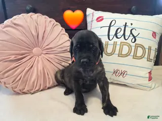 English Mastiff dogs Orange Collar - Ad 17