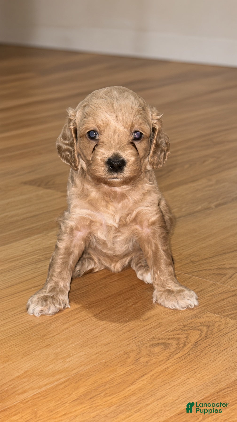 Cockapoo dogs Marley - Ad 14