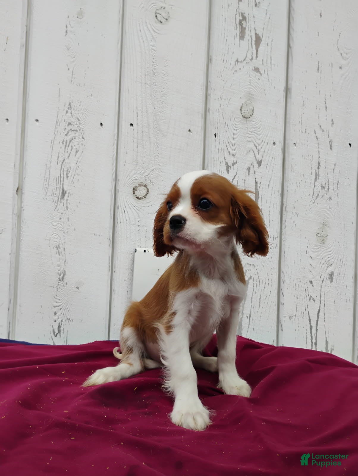 Cavalier King Charles Spaniel dogs Duke - Ad 2