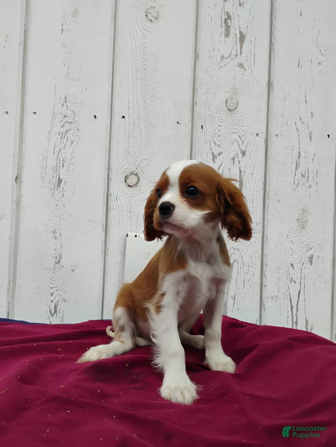 Cavalier King Charles Spaniel dogs for sale: Duke - Ad 2