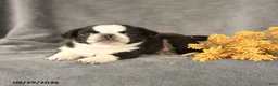 Pug dogs for sale: Kyle - Ad 4