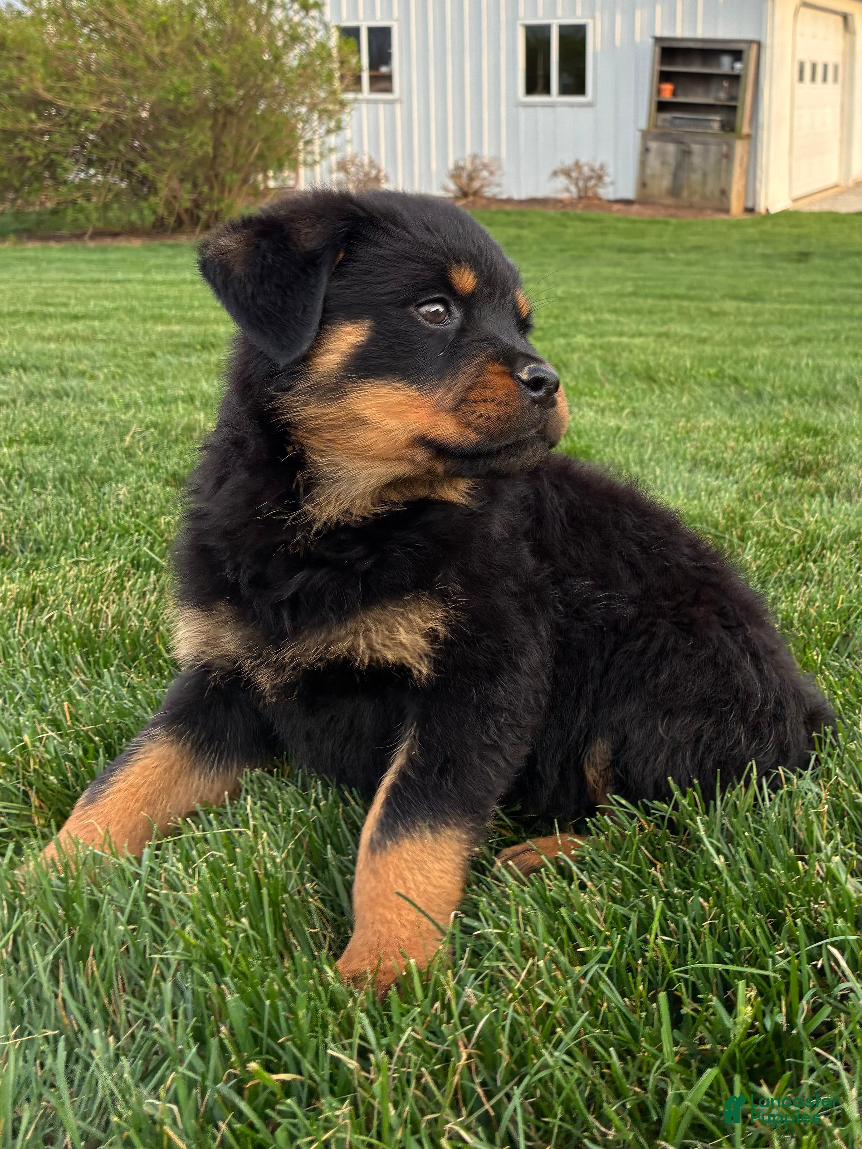 Rottweiler dogs Bexley - Ad 2