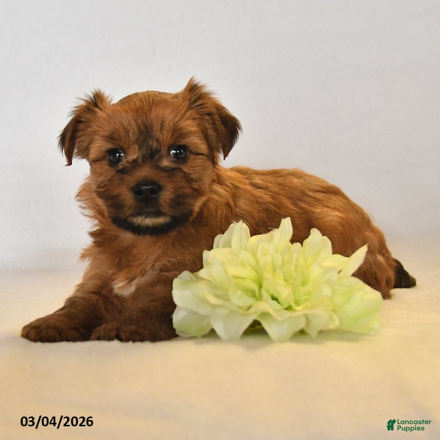 Yorkshire Terrier dogs Joy - Ad 2