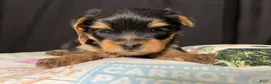 Yorkshire Terrier 2