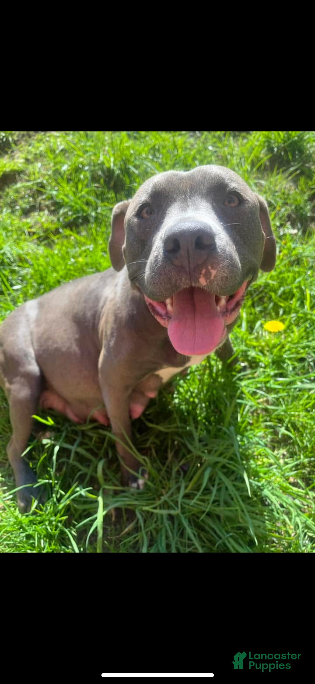 American Pit Bull Terrier dogs for sale: Grumpy - Ad 7