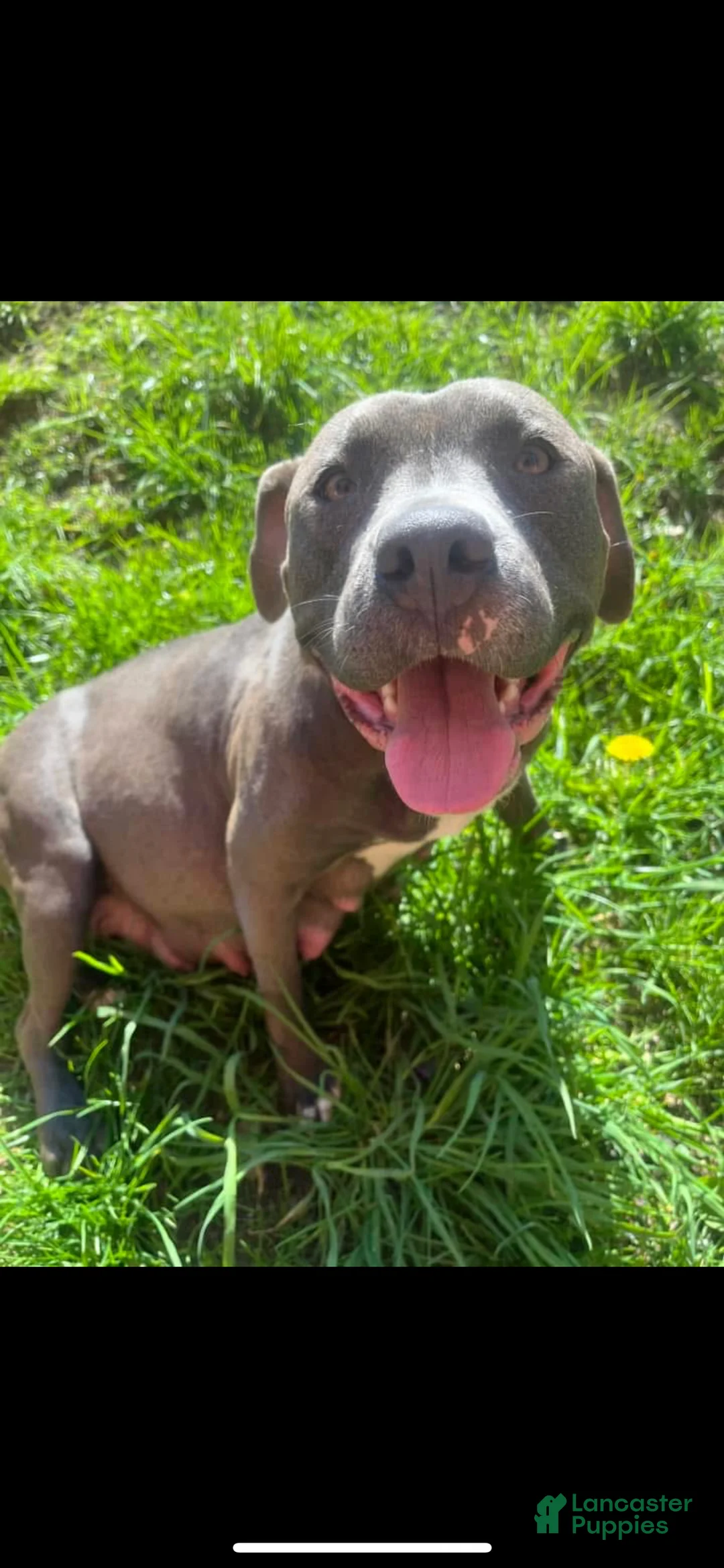 American Pit Bull Terrier dogs for sale: Mitty - Ad 9