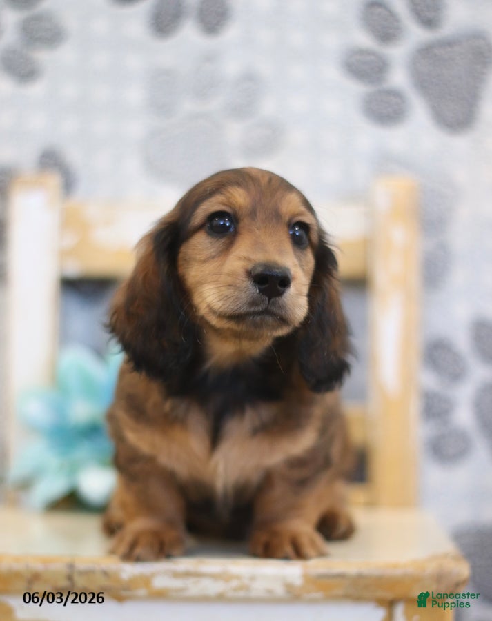 Miniature Dachshund dogs for sale: Zeke - Ad 1