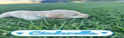 Labrador Retriever dogs for sale: Cinderella - Ad 3