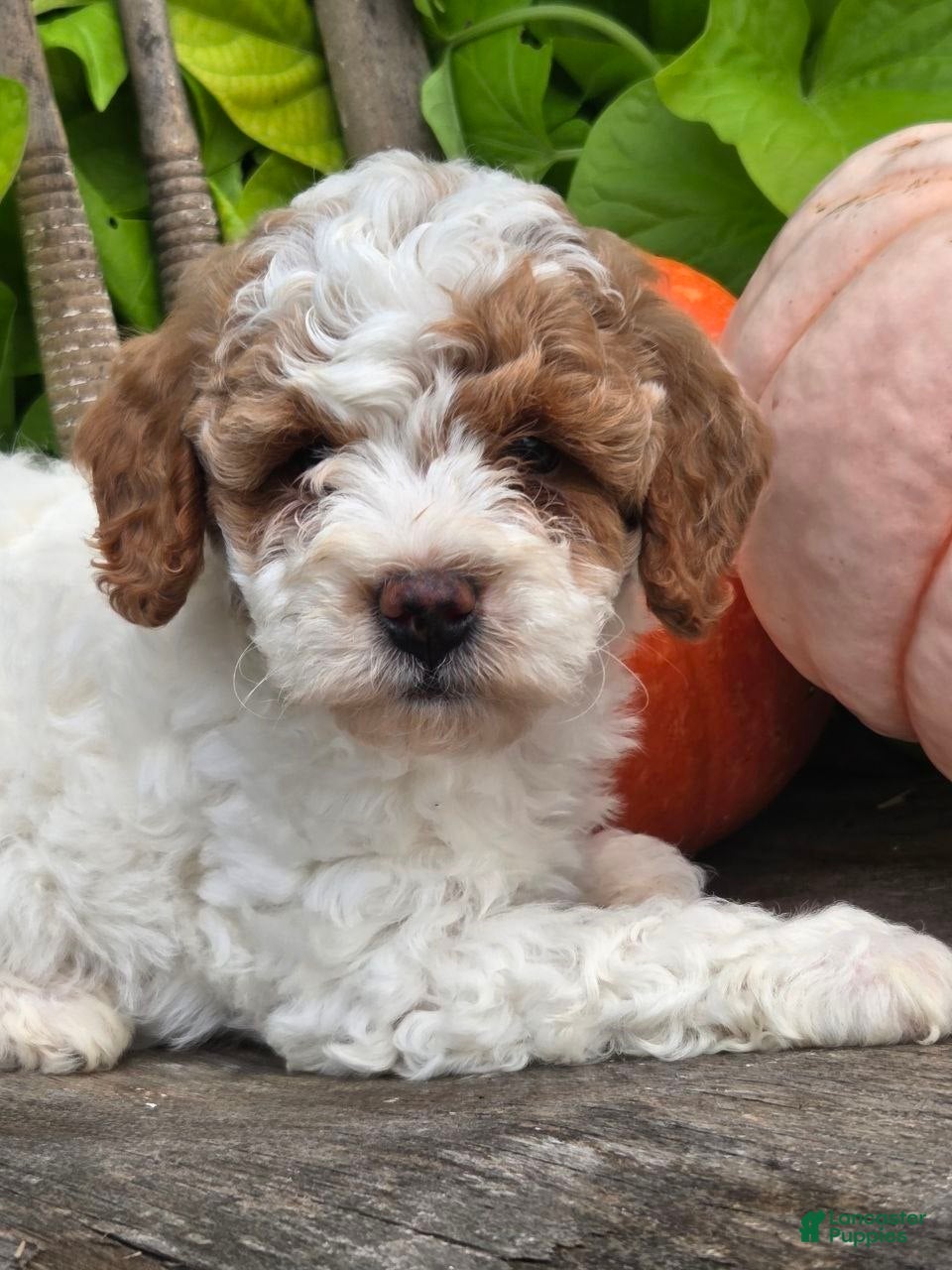 Mini Goldendoodle dogs Angel  - Ad 1