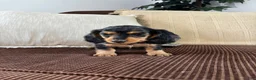 Miniature Dachshund dogs for sale: Miniature Dachshund 1 - Ad 3