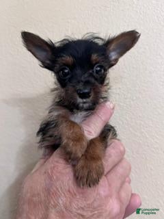 Yorkshire Terrier dogs Reba's "Fancy" - Ad 35